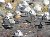 Sanderling, Sandlöpare, Calidris alba