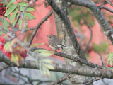 Red-Breasted Flycatcher, Mindre flugsnappare, Fidecula parva