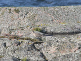 Bar-Tailed Godwit, Myrspov, Limosa lapponica