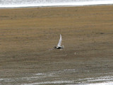 Eurasian Golden Plover, Ljungpipare, Pluvialis apricaria