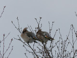 Waxwing, Sidensvans, Bombycilla garrulus