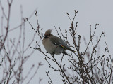 Waxwing, Sidensvans, Bombycilla garrulus