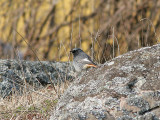 Black Redstart, Svart rödstjärt, Phoenicurus ochruros