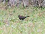 Blackbird, Koltrast, Female, Turdus merula azorensis
