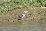 Pectoral Sandpiper, Tuvsnppa, Calidris melanotos