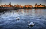 Swans in Lake Peblinge at Storvet