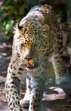 Amur Leopard