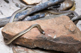 Western Brown Snake
