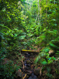 Daintree rainforest 2