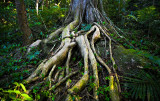 Daintree rainforest 3