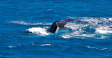 Humpback whale tail slap 2