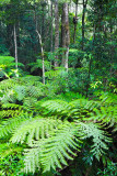 Rainforest ferns