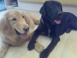 Golden A-King and Labrador Retriever Moca