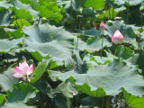 Water Lily in Lake XiHu Hangzhou City