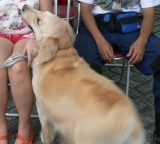 Golden Retriever Ruby