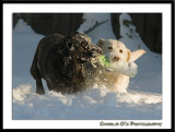 Teamwork in the Snow...