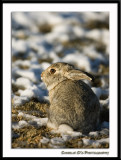 Cottontail