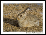 Cottontail...