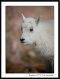 Baby Mountain Goat Portrait...