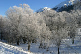 Flower-tree in winter