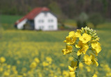 yellow around a farmer house