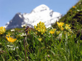 Spring flowers and snow in July