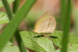 Lined Grass-Yellow, Kingfisher Park,  Australia