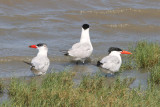 Crested and Caspian Terns