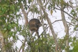 Lumhotz Tree Kangaroo