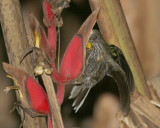 White-tipped Sickelbill