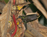 White-tipped Sickelbill