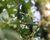 Blue-throated Toucanet