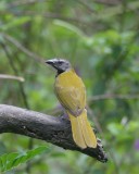 Buff-throated Saltator