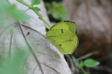 Yellow-angled Sulphur, El Valle, Panama