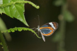 Unknown Butterfly, El Valle, Panama