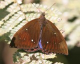 Unknown Butterfly, El Valle, Panama