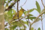 Hepatic Tanager