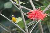 Thick-billed Euphonia with nesting material