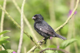 Variable Seed Finch