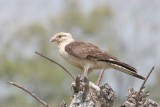 Yellow-headed Caracara