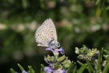 Chapmans Blue Butterfly, Camargue, France