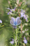 Chapmans Blue Butterfly, Camargue,  France