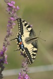 Swallowtail Butterfly, Camargue,  France