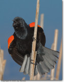 <!-- IMG_0545.jpg -->Red-winged Blackbird