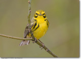 <!-- IMG_1405.jpg -->Prairie Warbler