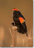 <!-- IMG_0972b.jpg -->Red-winged Blackbird