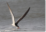 Gulls / Terns