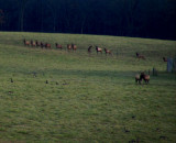 milling about.jpg(195)