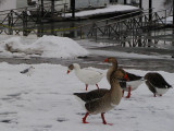 goose or gander.jpg(168)