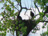 Mom  & one of three baby eagles.jpg(514)